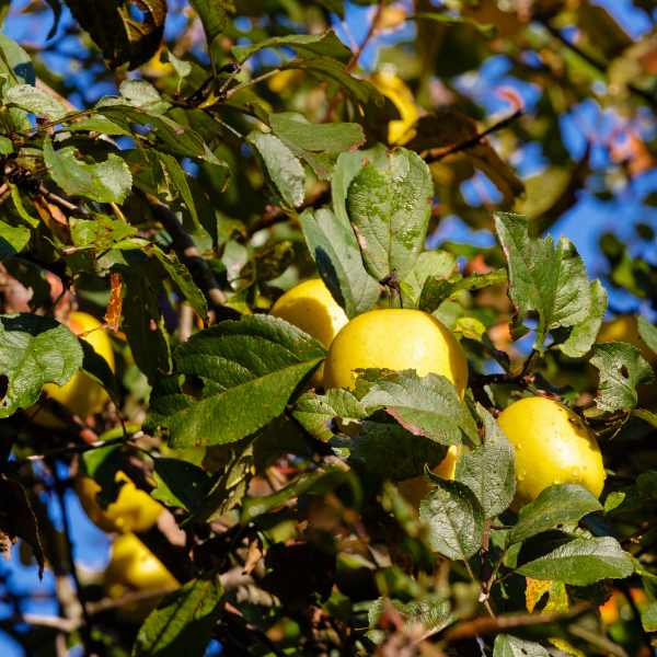 Golden Delicious apples from Sharbatly in a 4 kg carton, fresh, ripe, and bright yellow with smooth skin and crisp texture.