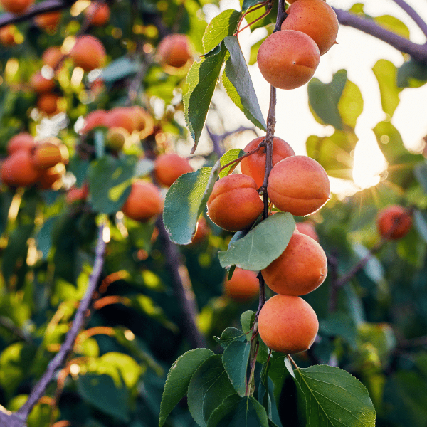 Fresh Sharbatly apricots in a 1 kg pack, showcasing ripe orange fruit with smooth skin and natural appearance.