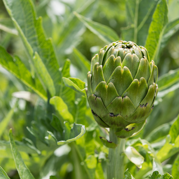 Fresh globe artichoke vegetable from Holland, single piece with green, layered leaves and tender interior.