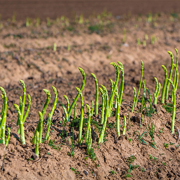 Fresh green asparagus bunch from Holland, 0.45 kg, showcasing vibrant, tender stalks ideal for healthy vegetable dishes.