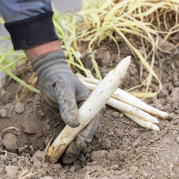 Fresh white asparagus bunch from Holland, 0.5 kg, showcasing tender stalks and vibrant tips, ideal for healthy vegetable dishes.