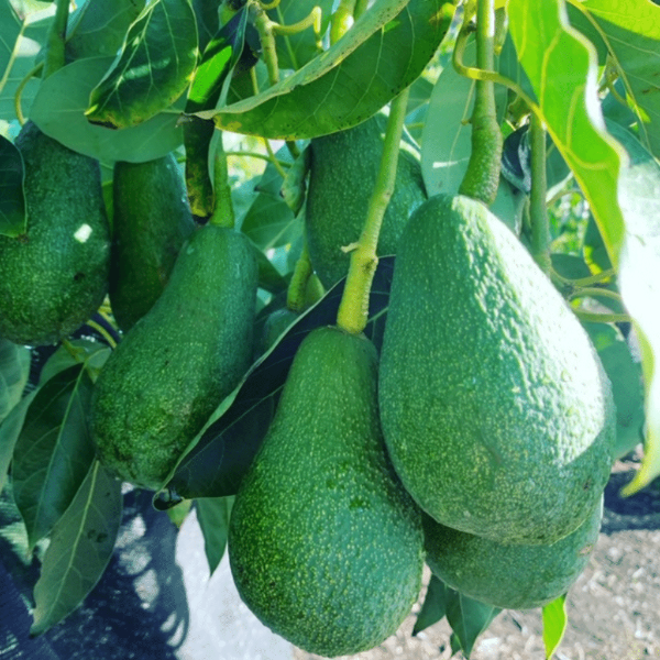 Fresh Fuerte avocados in a 1 kg punnet from Sharbatly, showcasing ripe, green fruit perfect for healthy eating.