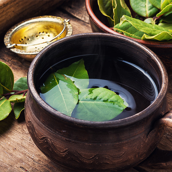 Fresh Holland bay leaves bunch, aromatic vegetable leaves with green foliage, used for cooking and flavoring dishes.