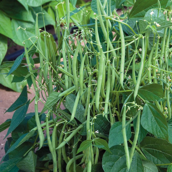 Fresh bobby beans in a 0.5 kg pack, local market vegetable, vibrant green beans ready for cooking.