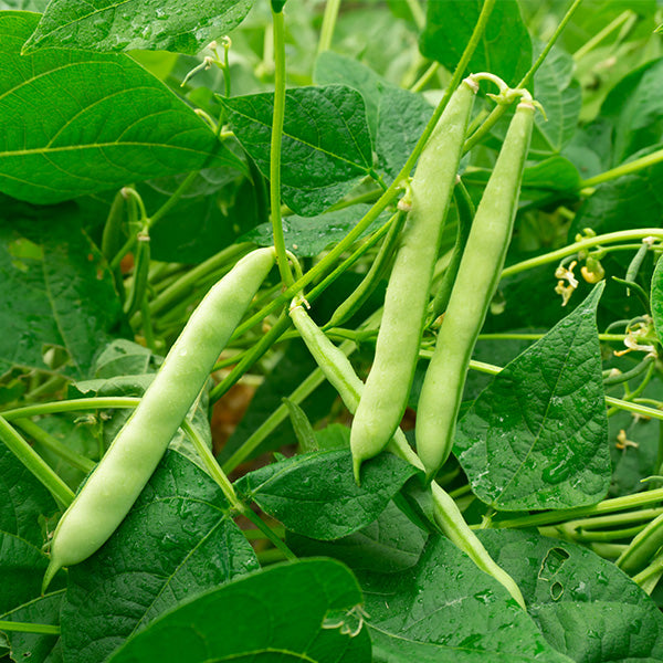 Fresh green extra-fine beans in a 0.25 kg pack, showcasing vibrant, tender vegetables from the Kenya brand.