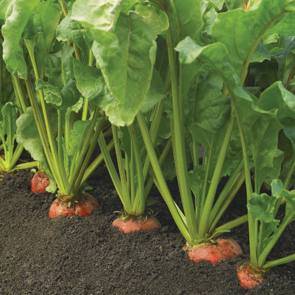Golden beetroot vegetable from Holland in a 1 kg pack, fresh and vibrant with leafy greens attached.