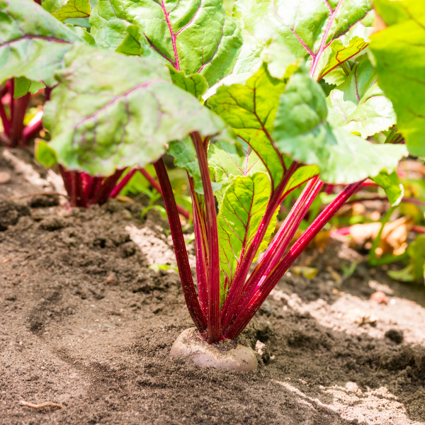 Vacuum-packed precooked beetroots from Holland in a 0.5 kg vegetable pack, showcasing vibrant red cooked beets.