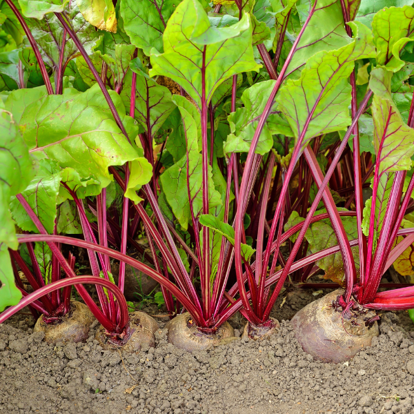 Fresh beetroots from Local Market, 2 kg pack, displaying vibrant red roots with leafy green tops.