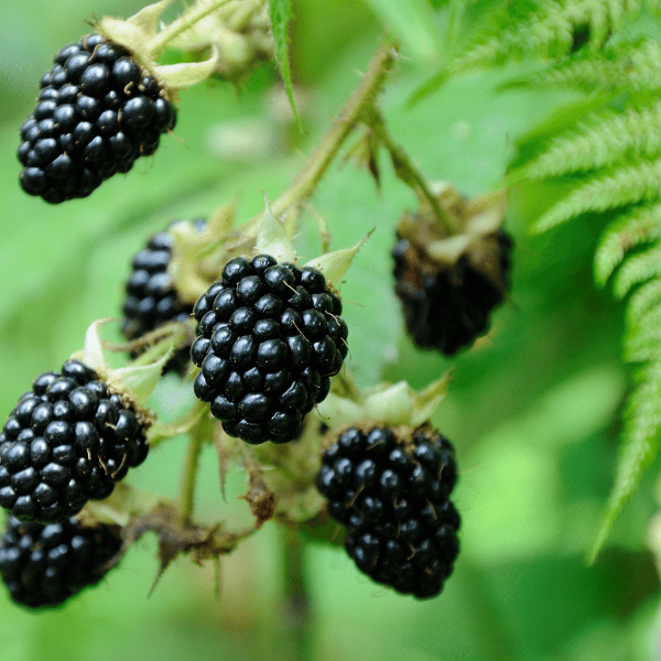 Fresh blackberries from Sharbatly in a 0.125 kg pack, showcasing plump, ripe blackberries ready to enjoy.