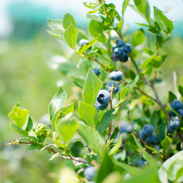 Fresh Blueberries from the USA in a Sharbatly 0.17 kg pack, showcasing plump, ripe blueberries ready to eat.