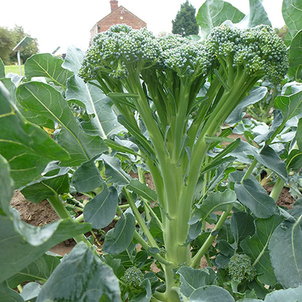 Fresh Tenderstem broccoli from Holland in a 0.15 kg pack, showcasing vibrant green, tender vegetable stalks ready to cook.