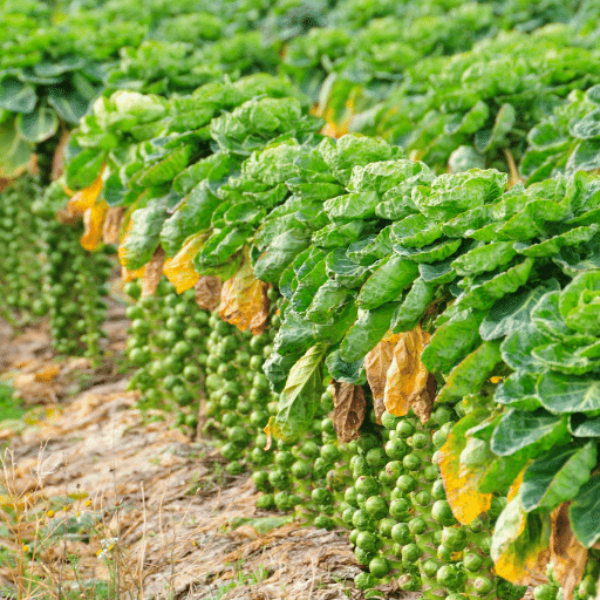 Fresh Holland Brussels sprouts in a 0.5 kg bag, showcasing small, green, round vegetable heads on a white background.