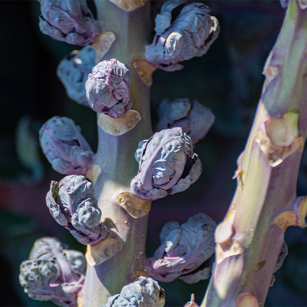 Fresh baby purple Brussels sprouts from Holland, 0.5 kg pack, showing vibrant green and purple vegetable clusters.