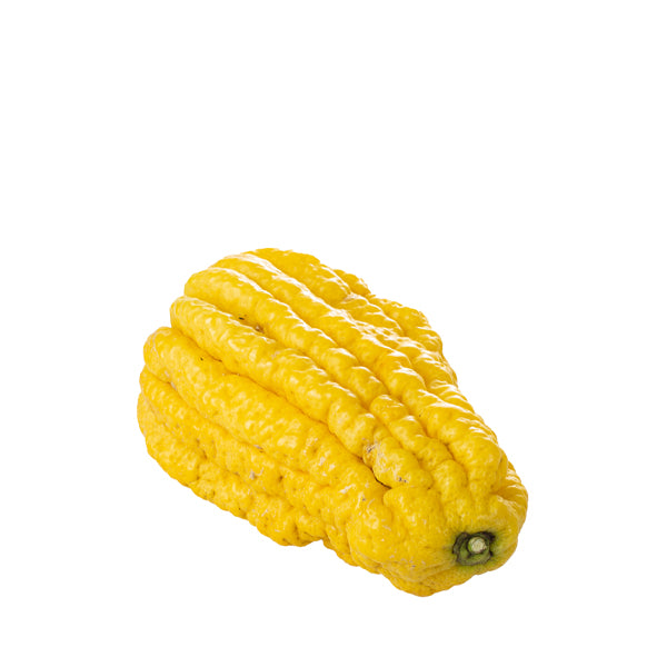 Holland Buddha's hand fruit, a single yellow citrus with finger-like segments, displayed on a white background.