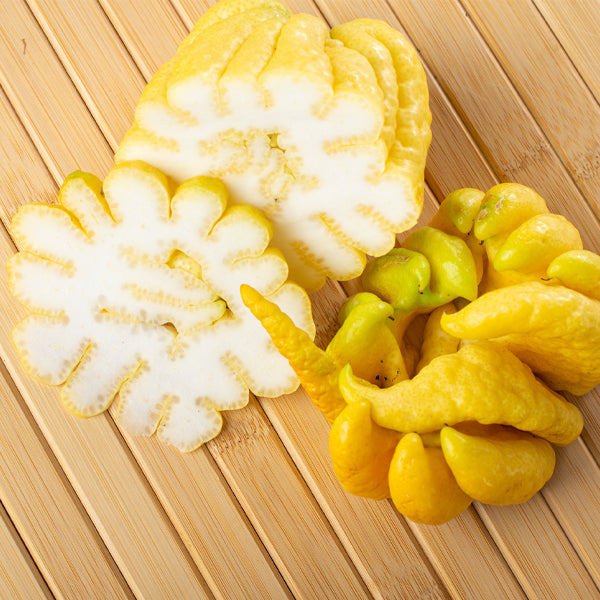 Holland Buddha's hand fruit, single yellow citrus segment with finger-like extensions, on a white background.
