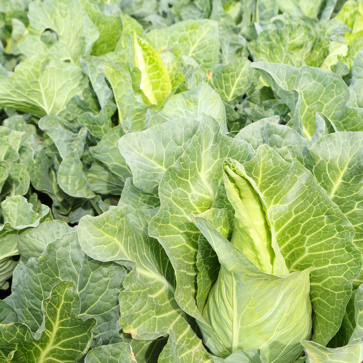 Fresh pointed sugarloaf cabbage from Holland, single vegetable piece, with vibrant green leaves and compact shape.