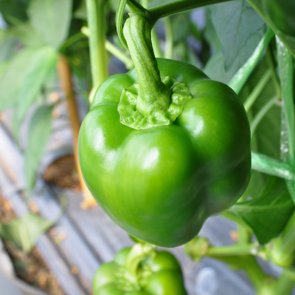 Fresh green capsicum peppers in a 1 kg pack from local market, showcasing vibrant, crisp vegetable produce.