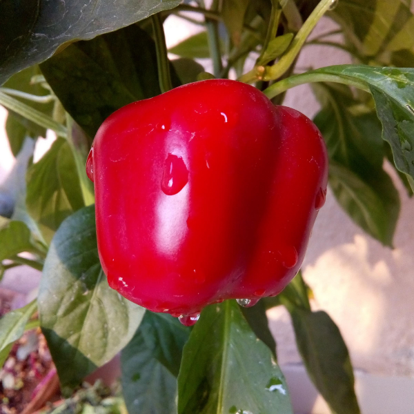 Fresh red capsicum peppers from Local Market, 1 kg pack, vibrant and crisp vegetable with smooth skin and bright color.