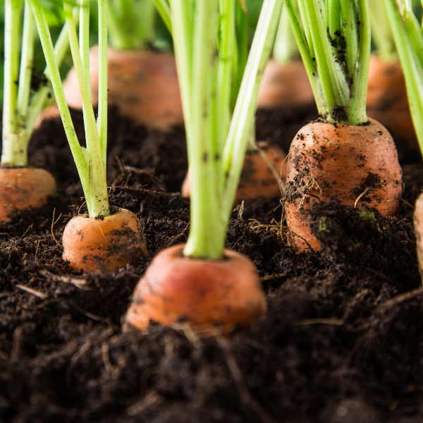 Fresh medium-sized carrots from Sharbatly in a 1 kg bag, showcasing vibrant orange color and crisp texture.