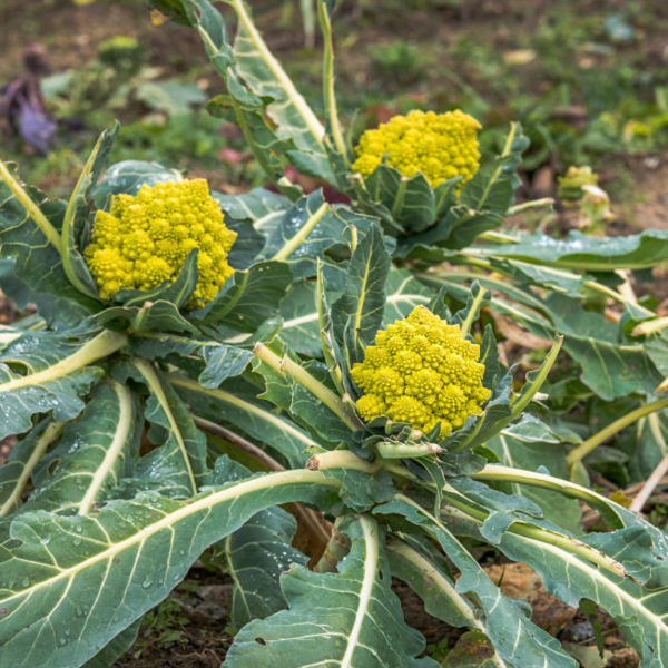 Fresh single piece of Holland cauliflower Romanesco vegetable with vibrant green and intricate fractal pattern.