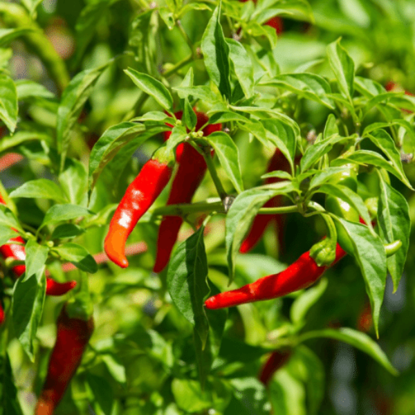 Red cayenne pepper chili vegetables in a 0.25 kg package from Local Market, fresh and vibrant for cooking or seasoning.