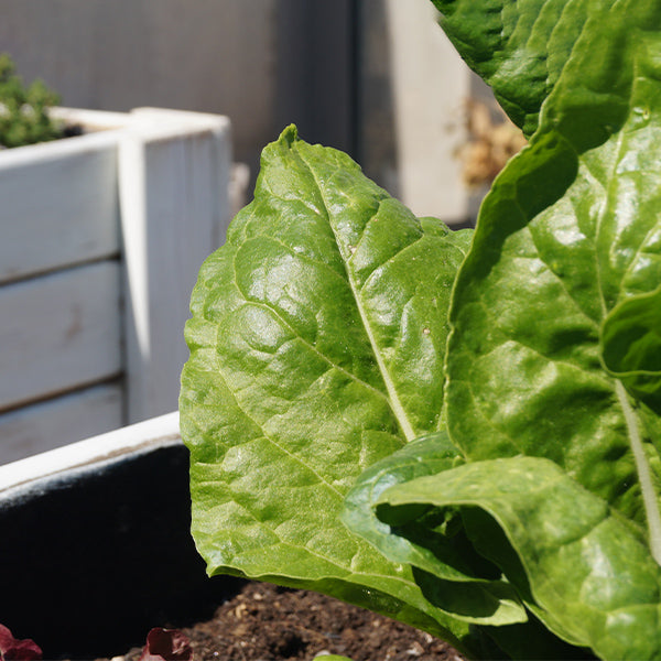 Fresh green Swiss chard vegetable bunch from Holland with vibrant leafy stems, ideal for cooking and healthy meals.
