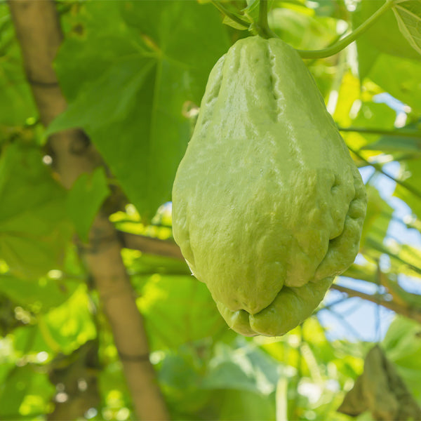 Fresh green chayote squash from Local Market, 1 kg pack, shown in natural setting with vibrant green skin and smooth texture.