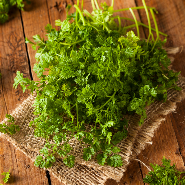 Fresh Chervil herb bunch from Holland, 0.1 kg, showcasing delicate green leaves perfect for culinary use.