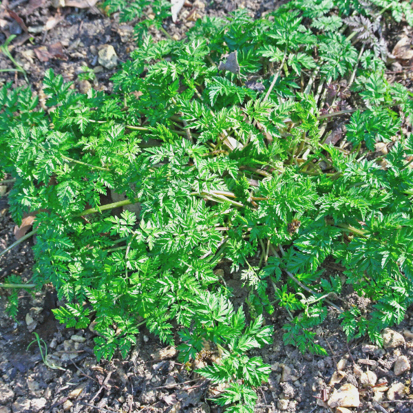 Fresh Holland chervil herb bunch, 0.1 kg, with delicate green leaves perfect for culinary use.