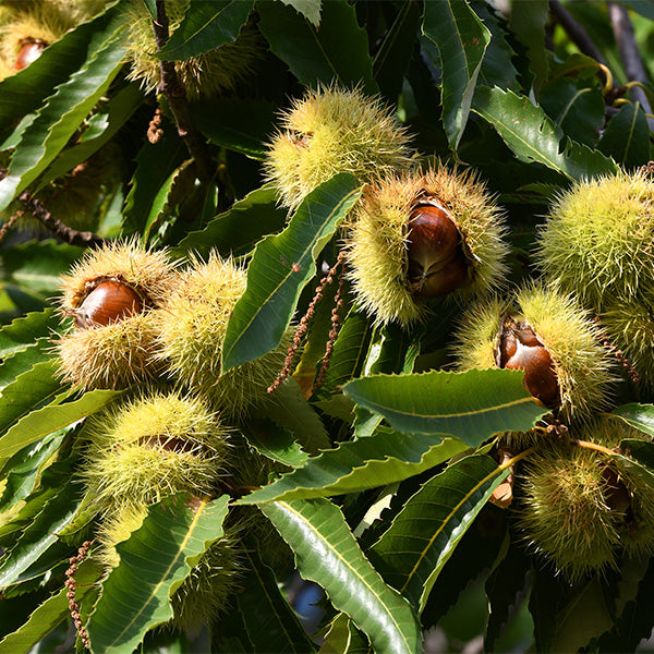 Fresh Sharbatly chestnuts in a natural outdoor setting, showcasing their smooth brown shells and rounded shape.