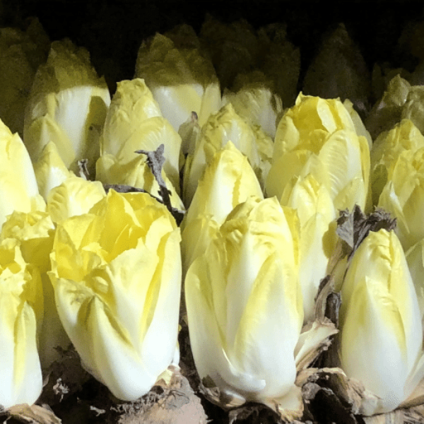 Fresh chicory white vegetable from Holland in a 0.5 kg pack, showcasing crisp leaves and vibrant white color.
