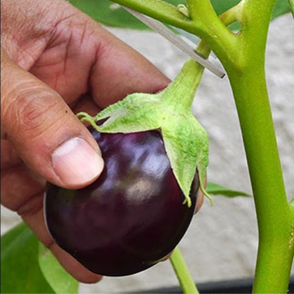 Fresh baby eggplants from Local Market, 1 kg pack, vibrant purple vegetables perfect for cooking and salads.
