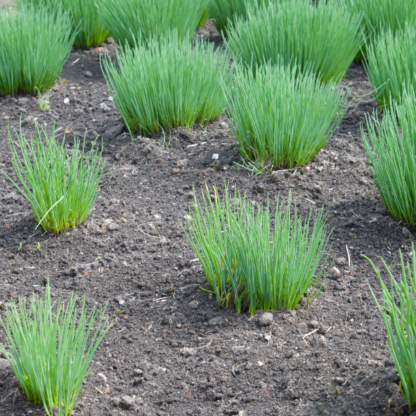 Fresh Kenya herb chives in a 0.1 kg pack, showing vibrant green, slender chive stalks on a white background.