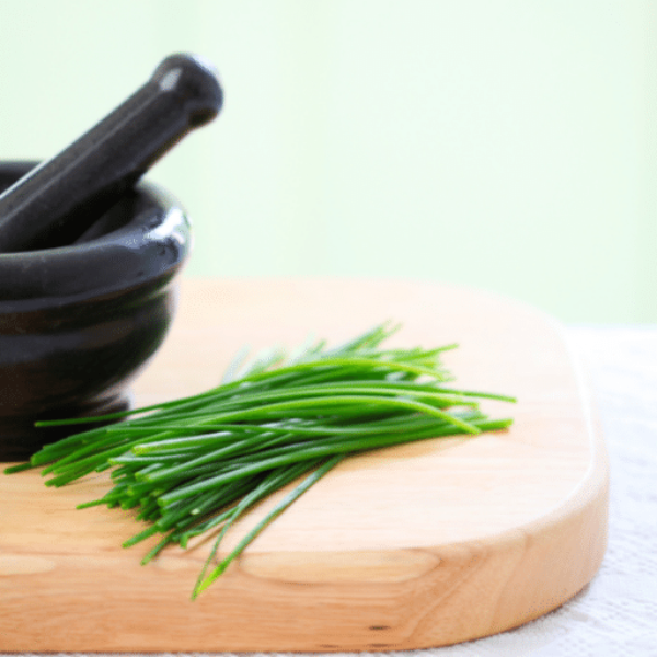 Organic Blue Field chives herb plant in a pot, fresh green single chive plant for culinary use