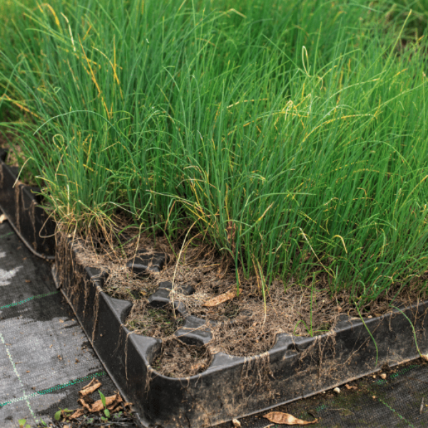 Organic Blue Field chives herb plant in a pot, fresh green chives growing in a single container.