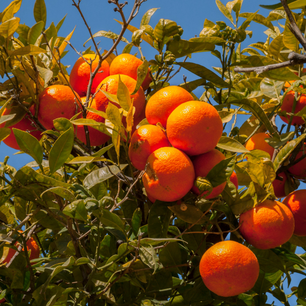 Sharbatly Easypeeler 1 kg pack of fresh clementines fruit with easy-to-peel skin in a vibrant display.