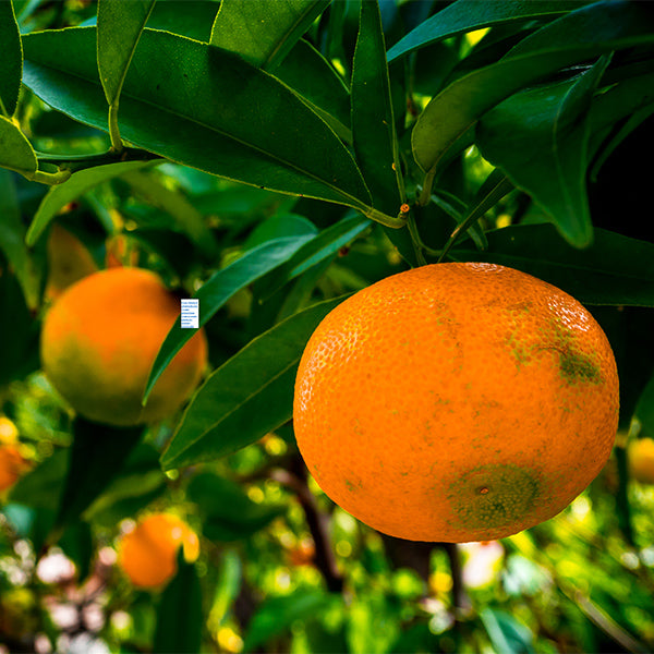 Fresh leafy clementines from Sharbatly, 1 kg pack, showcasing bright, ripe citrus fruit with green leaves attached.