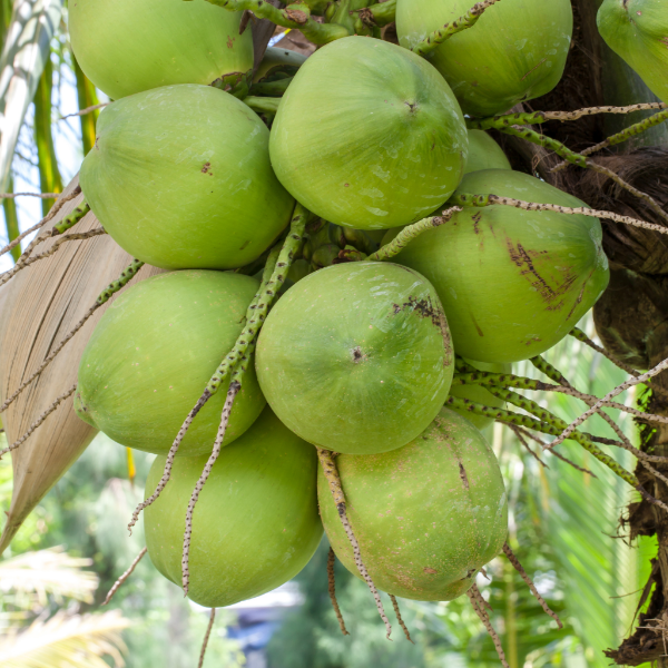 Fresh young Thai coconut, single piece, ready for drinking, showcasing a smooth outer shell and natural coconut interior.