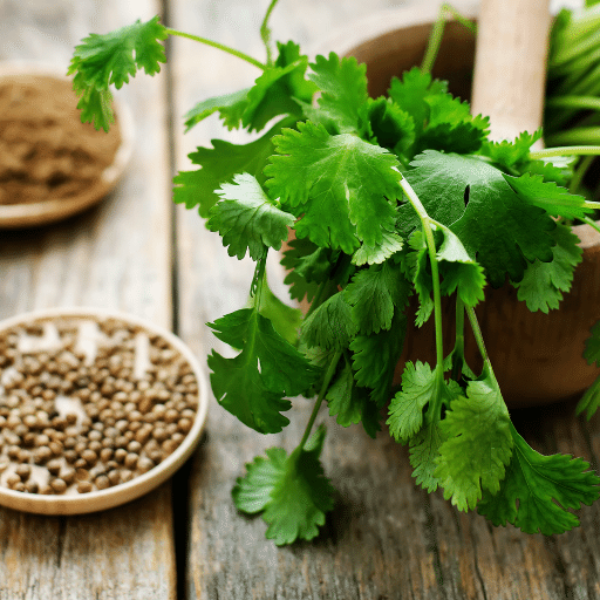 Fresh coriander bunch from Local Market, herb with vibrant green leaves, ideal for cooking and garnishing.