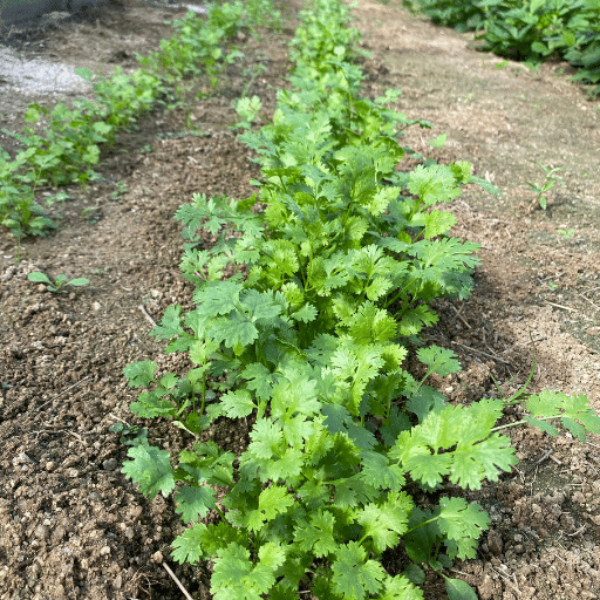 Fresh coriander herb bunch from Local Market, 0.1 kg, with vibrant green leaves and sturdy stems.