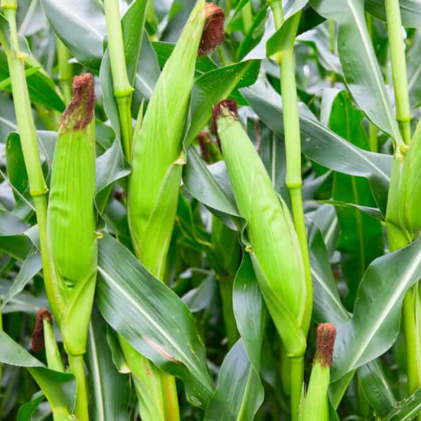 Fresh baby corn from Thailand in a 0.1 kg pack, ideal for salads and stir-fries, showcasing vibrant yellow corn on the cob.