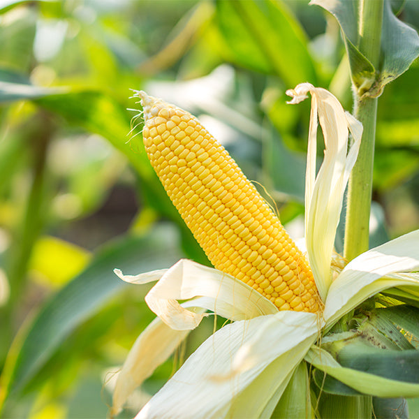 Precooked Holland corn on the cob in vacuum-packed bag, fresh and ready to eat vegetable.