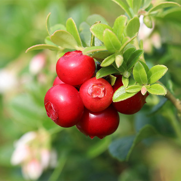 Fresh red cranberries in a 0.25 kg pack from Holland, showing vibrant, glossy berries ready for use.