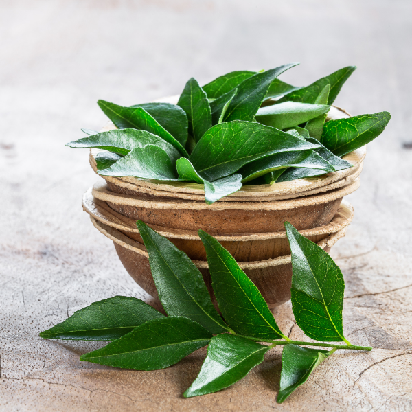 Fresh curry leaves herb bunch from Local Market, vibrant green leaves for cooking and flavoring dishes.