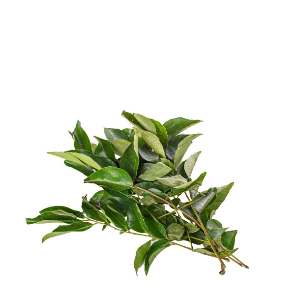 Fresh curry leaves bunch from Local Market, vibrant green herb, ideal for cooking and garnishing dishes.