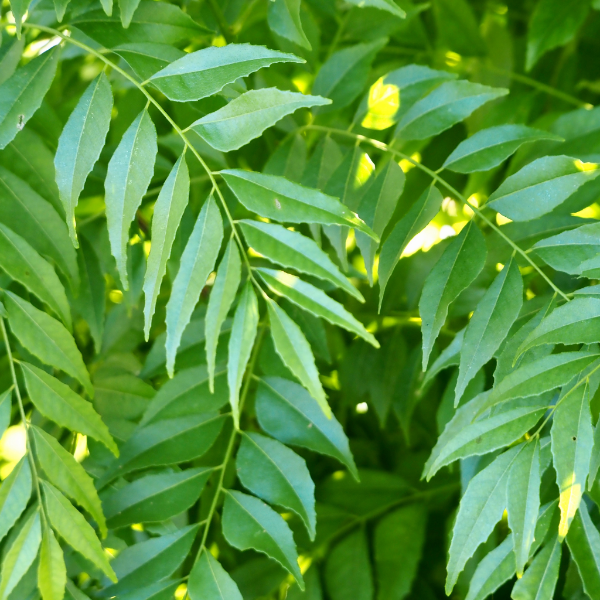 Fresh curry leaves bunch from Local Market, a fragrant herb used in cooking, shown in the image.