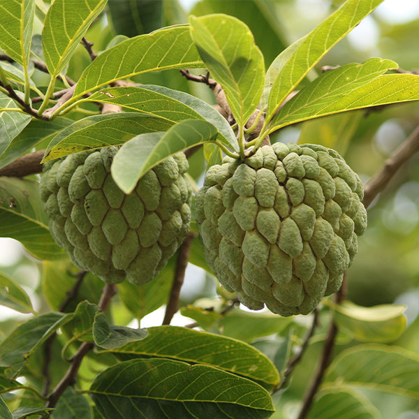Fresh custard apples from Thailand, 0.5 kg pack, showcasing ripe, green fruit with bumpy skin in natural setting