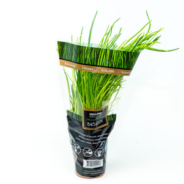 Organic Blue Field chives herb plant in a pot, fresh green single piece ready for culinary use.