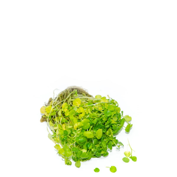 Fresh Holland watercress bunch with roots, vibrant green leafy vegetable perfect for salads and garnishes.