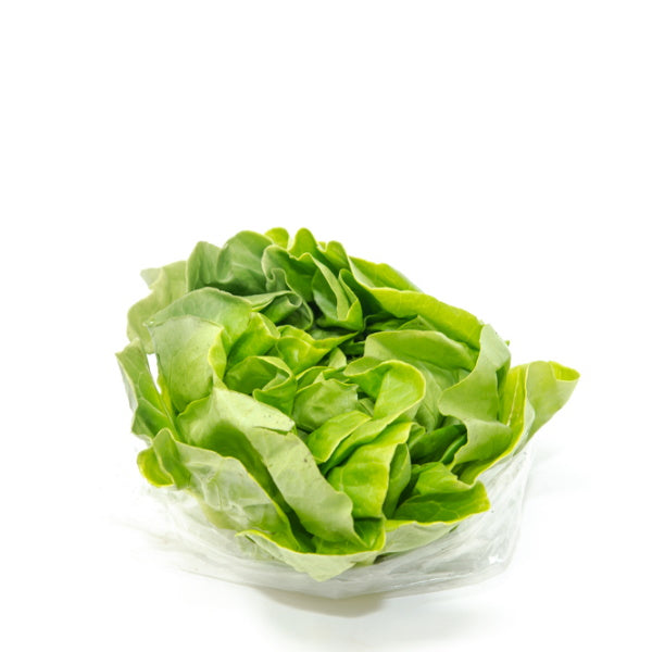 Fresh Boston lettuce from Holland, a single leafy vegetable with vibrant green leaves perfect for salads.